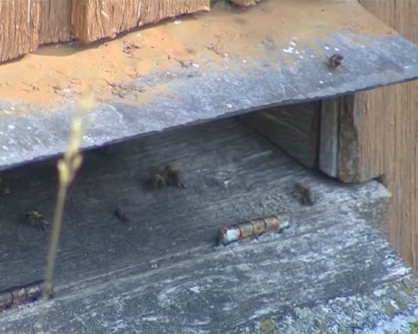 Bienenstock Loch und Bienen fliegen innen und außen. Imkerei. — Stockvideo