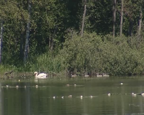 Old swan z niemowląt pływanie falujący brzeg jeziora. białe lilie. — Wideo stockowe