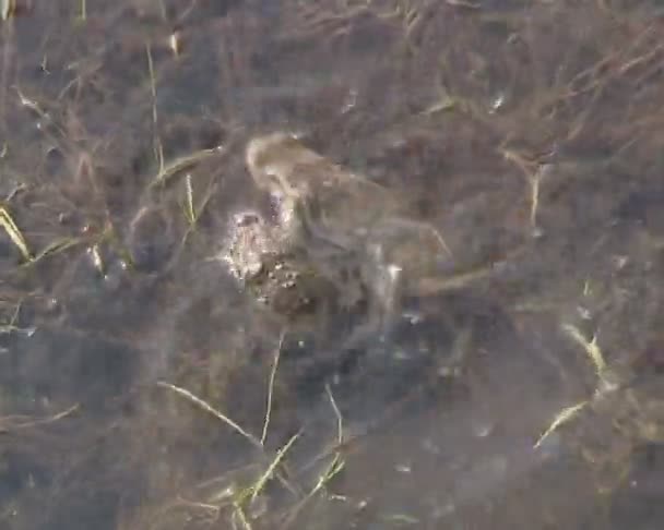 Жаба плавает в воде. красивые отражения воды на ветру . — стоковое видео