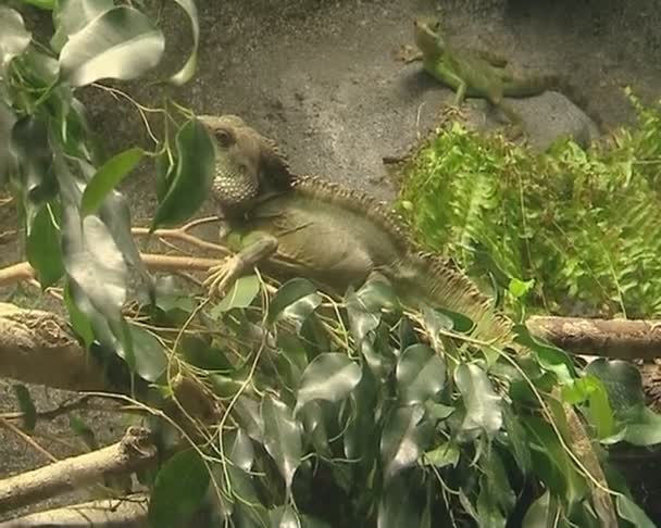 Iguana e lagarto em um grande aquário zoológico . — Vídeo de Stock