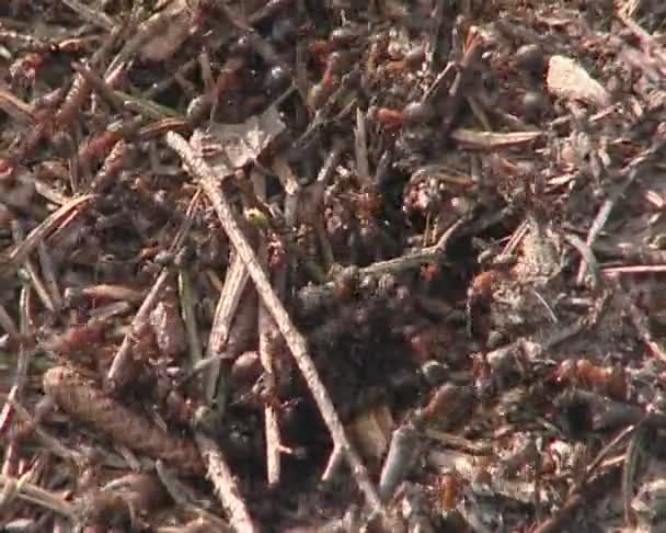 Lots of ants hard working on building anthill of conifer needles — Stock Video