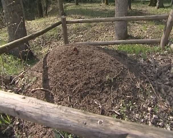 Мурашник оточенні дерев'яний паркан захисні. захистити мурах. — стокове відео