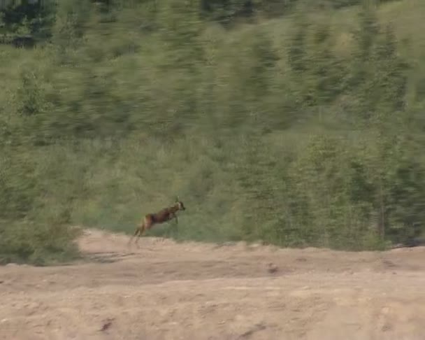Petit chevreuil effrayé courant vers la forêt . — Video