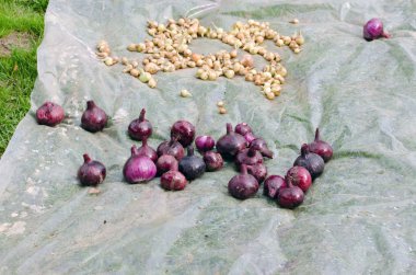 kırmızı beyaz soğan sağlıklı sebze hasat