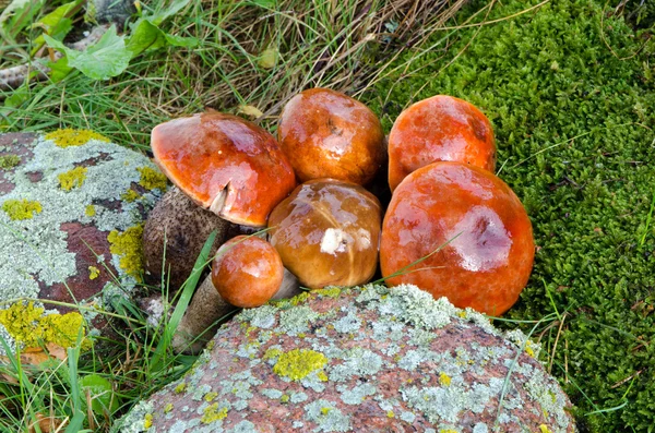 Pilze reiften rote Mütze Säbelstiel — Stockfoto