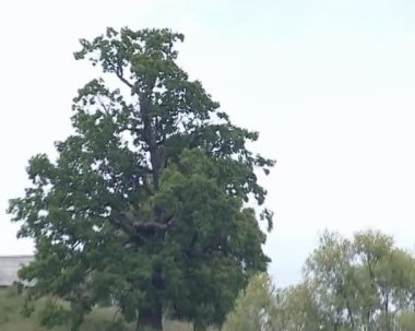 Motorlu tekne çekildi göl kıyısında meşe taşıma.