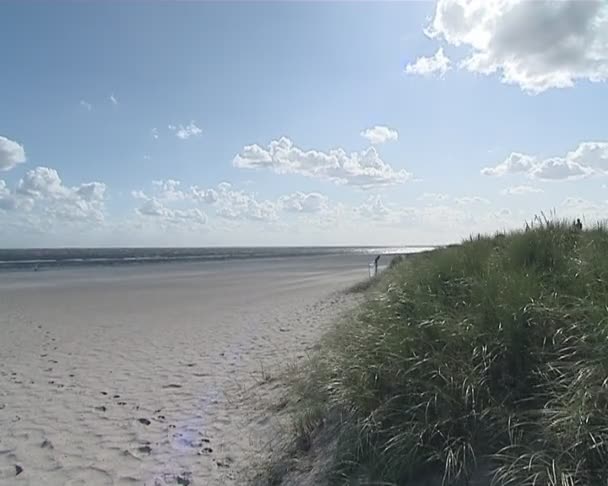 Zand van de zee en planten swingend in de wind. blauwe bewolkte hemel. — Stockvideo