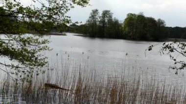 su Bisiklet deniz bisikleti yunus şekli üzerinde hızlı sahne Romantik Çift