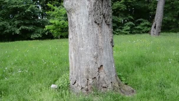 Velho tronco de árvore morta colorido pássaro ninho caixa casas pendurar — Vídeo de Stock