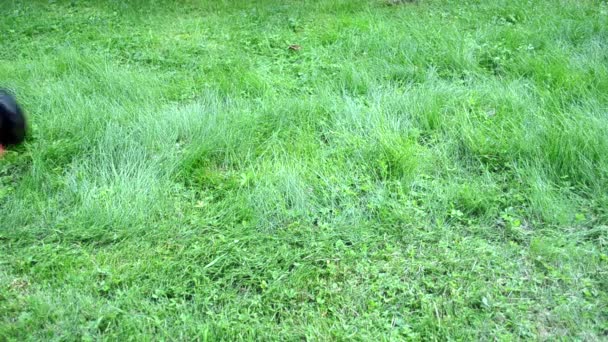 Worker in rubber boots drive meadow grass cutter mower — Stock Video