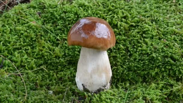 Cep boletus musgo hongo — Vídeos de Stock