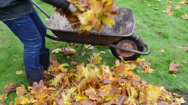 Femme charge tondeuse feuilles — Video