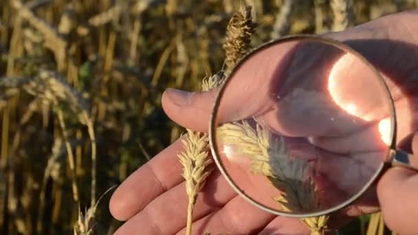 Пшениця збільшує скло крупним планом — стокове відео