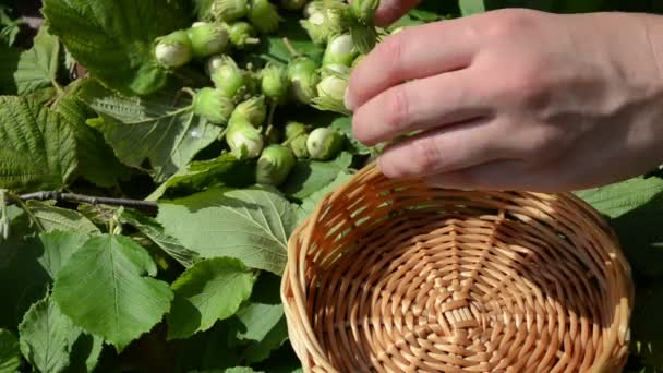 Hand collect hazel nut — Stok video