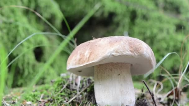 Cep paddestoel moss vervagen — Stockvideo