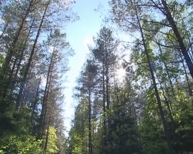 Güneş Penetran şubeleri. çam ormanı içinde stabilize yol.