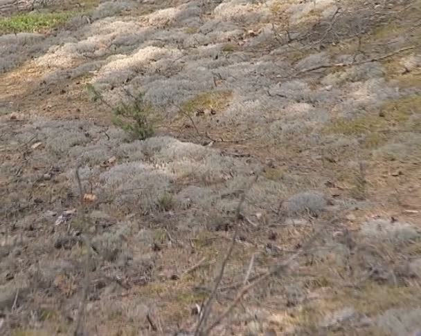 Terrain mousseux dans une forêt de pins et de vieux troncs de pins. vue naturelle . — Video