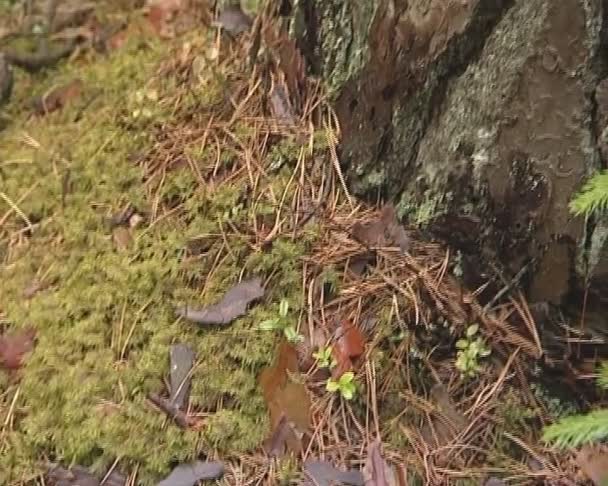 Mossy grond in een dennenbos en oude pine stammen. — Stockvideo