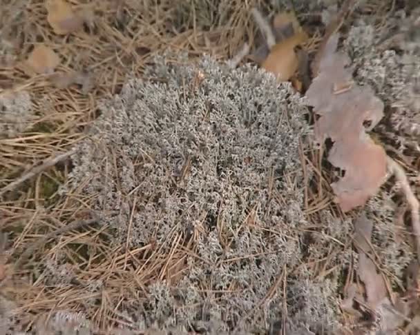 Musgo da floresta de coníferas e agulhas caídas. vista natural . — Vídeo de Stock