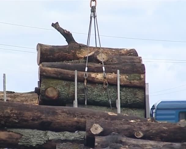 Laddar loggar in last fordon. träförädling och industri. — Stockvideo
