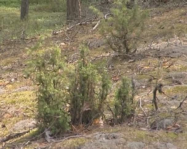 Enebro silvestre en bosque de coníferas. vista natural de la planta . — Vídeo de stock