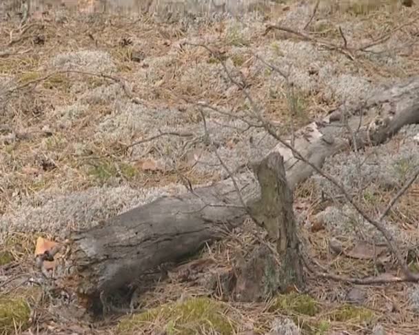 Moinho musgo em uma floresta de pinheiros e velhos troncos de pinho . — Vídeo de Stock