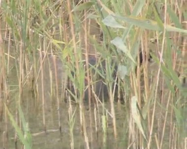 siyah su kuşları ışık uç ile göl sazlık arasında yüzmek.