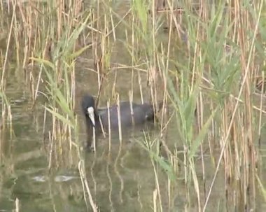 su fauna. siyah su kuşları arasında sazlık gölde yüzmek.