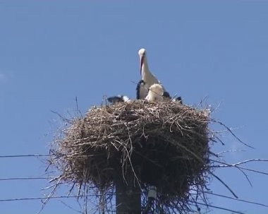 Doğum izi. Leylek ailesinin Nest kesilmiş ağaç tepesinde.