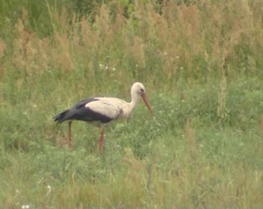 Beyaz leylek gıda yüksek çim çayırda arıyorsunuz.