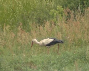 Beyaz leylek çayırda yiyecek arıyor. Doğum sembolü.