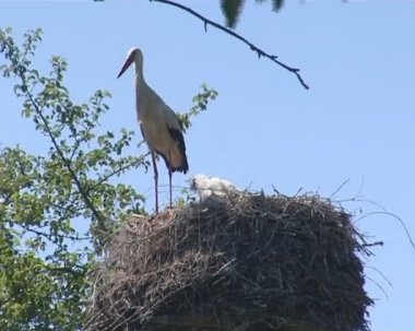 Leylek yuvasına oturup uzun bacaklı. Leylek aile.