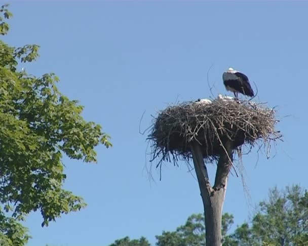 Family of storks in nest on electric pole on background of sky. — Stock Video