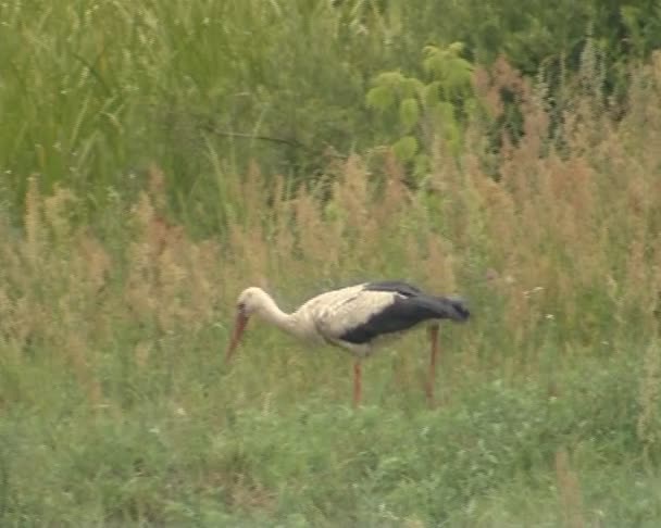 White stork looking for food in meadow. symbol of birth. — Stock Video