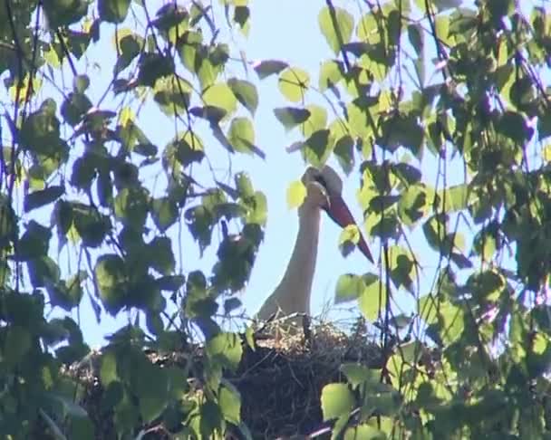 Cicogna bianca nel nido tra rami d'albero frondosi . — Video Stock