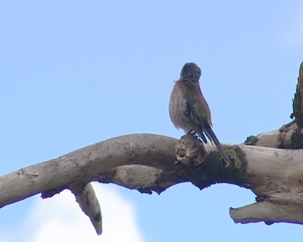 Coelebs finch fringilla jantan sederhana. Burung cantik bernyanyi . — Stok Video