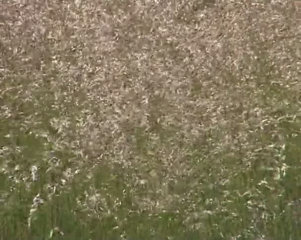 Pré d'été en fleurs. courbé dans le vent . — Video