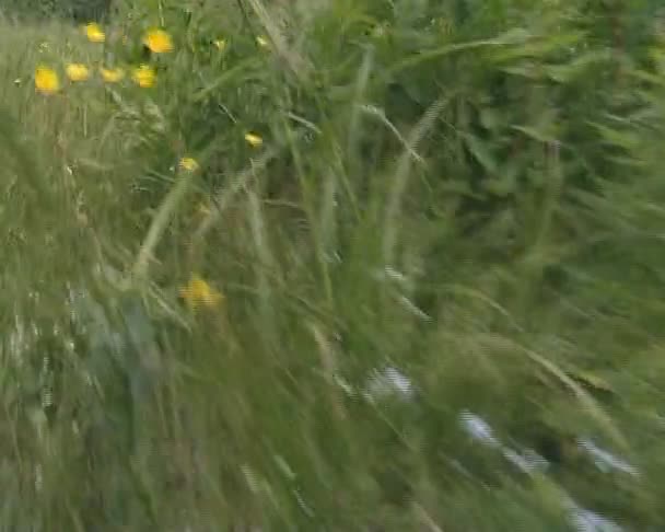 Spacer po łące lato. zbliżenie trawy i dzikich kwiatów. — Wideo stockowe