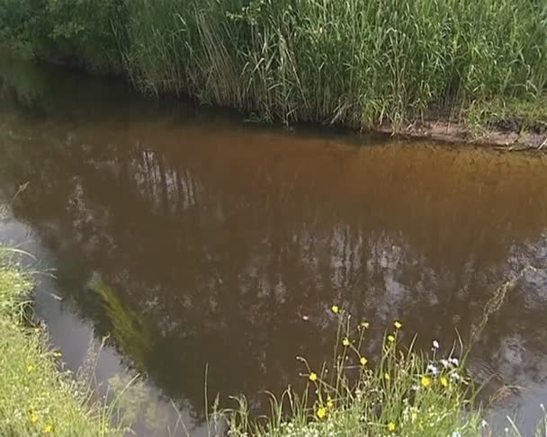 Flujo de corriente. exuberante prado en la costa y el claro bosque . — Vídeo de stock