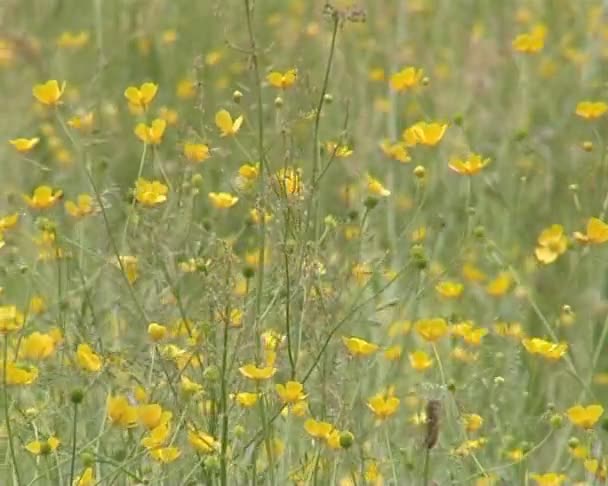Κίτρινα αγριολούλουδα με μικρό ανθίσεις καλλιέργεια σε Λιβάδι. — Αρχείο Βίντεο