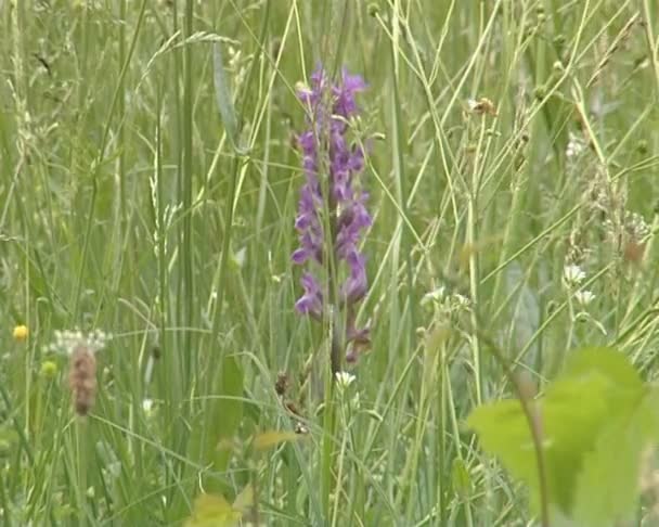 Prairie pleine de fleurs sauvages en croissance. fleurs jaunes et bleues .
