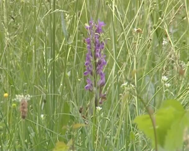 Weiland vol wilde bloemen groeien. gele en blauwe bloemen. — Stockvideo