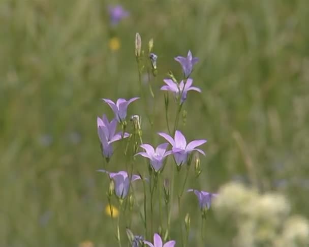 Sino azul em forma de flores silvestres crescendo no prado . — Vídeo de Stock