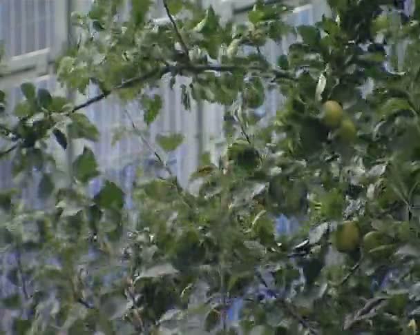 Ветви яблони, солнечные коллекционеры. производство зеленой энергии . — стоковое видео