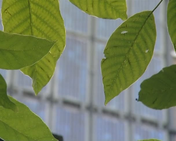 Зеленая солнечная энергия. древесные листья и солнечные коллекторы . — стоковое видео