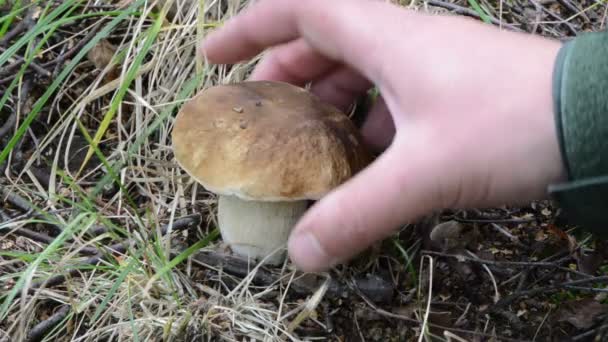 Pemetik jamur Cep boletus — Stok Video