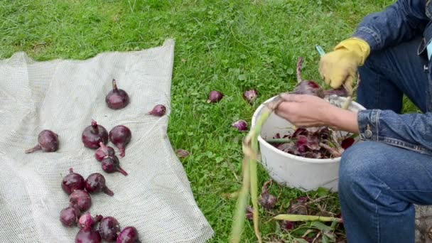 Red onion hand woman — Stock Video