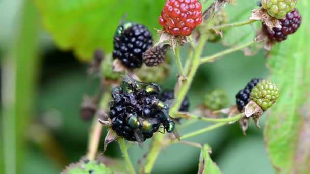 Blackberry fly eat berry — Stock Video