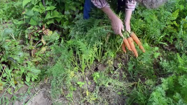 Zanahoria madura mujer mayor — Vídeos de Stock