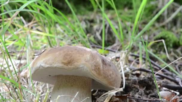 Cep paddestoel moss vervagen — Stockvideo